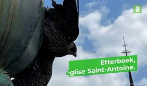 Un faucon pèlerin coincé dans un paratonnerre de l’église Saint-Antoine à Etterbeek
