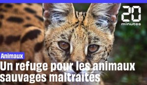 Un refuge pour les animaux sauvages maltraités près de Lyon
