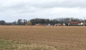 Des corbeaux à l'assaut de champs ensemencés près de Saint-Omer