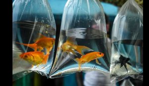 VIDÉO. Offrir des poissons rouges comme lot dans une kermesse ou une fête foraine, est-ce légal ?
