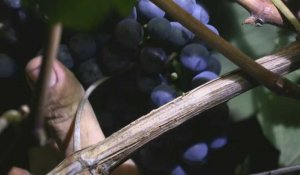 Le tannat, cépage qui a placé l'Uruguay sur la carte mondiale du vin