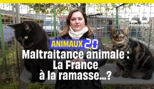  Animaux 2.0 : Maltraitance animale, la France n'en fait pas assez ?