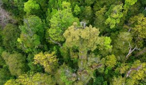 Au Chili, un arbre millénaire offre des pistes pour faire face au changement climatique