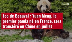 VIDÉO. Zoo de Beauval : Yuan Meng, le premier panda né en France, sera transféré en Chine en juillet