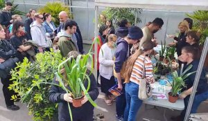 Lille jardin des plantes adoption de plantes de la serre