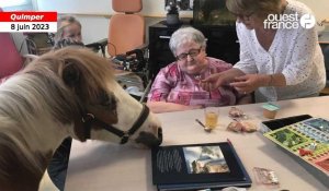 À Quimper, le poney Spirit anime la maison de retraite 