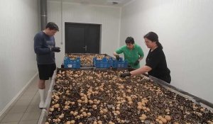 Les résidents de l'Albatros, en Belgique, récoltent des champignons 
