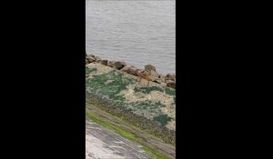 Calais : un chevreuil coincé au niveau du port 