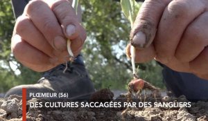Morbihan : les sangliers en ligne de mire des agriculteurs