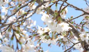 Japon: à Tokyo, on se presse sous les cerisiers en fleurs