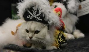Dans le Massachusetts, un concours de déguisements pour maîtres et chats