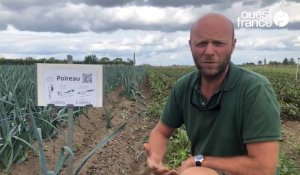 Au sud d'Angers, une libre cueillette pour payer ses légumes bios moins cher