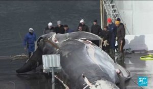 Chasse à la baleine : feu vert de l'Islande, après deux mois de suspension, l'exécutif l'autorise à nouveau