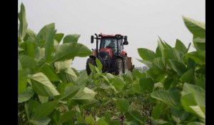 Agriculture : le Canada se tourne vers l'édition génomique des grains