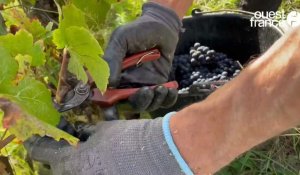 VIDEO. Coup d'envoi des vendanges dans le vignoble de Nantes