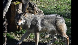 VIDÉO. Un loup filmé pour la première fois en Sarthe