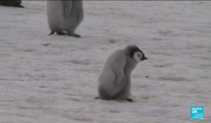 Mortalité "catastrophique" des manchots : une étude alerte sur la disparition de l'espèce en Antarctique