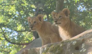 Première sortie pour deux lionceaux du zoo de Thoiry