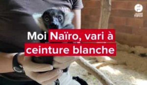 En danger d’extinction, Naïro, vari à ceinture blanche, est né au Bioparc