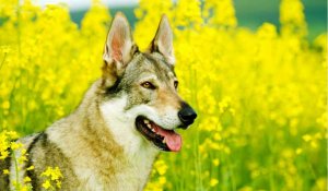Justice pour les chiens Saarloos : Suspension de l’euthanasie nocturne
