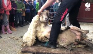 VIDÉO. Les moutons de la Bintinais font tomber la laine
