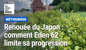 Renouée du Japon : Eden 62 limite sa progression en la privant de lumière