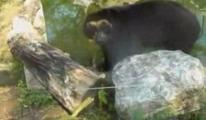 nouveauté au zoo de Maubeuge : les ours à lunettes