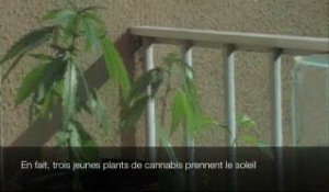 Oise : opération anti-drogue stups cannabis