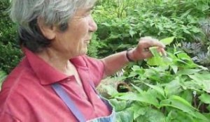 Les jardins de Castillon