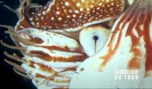 La géologie du Tour de France 16 : les ammonites de Moydans