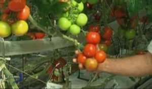 15 millions d'euros pour les producteurs de fruits et légumes