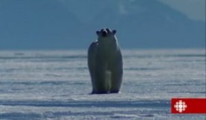 Découverte - Ours polaires, en voie d'extinction ou pas?