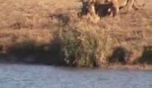 Lions, buffles et crocodiles: la bataille du lac de Kruger
