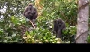 Des gorilles dans une forêt exploitée par l'homme, au Gabo