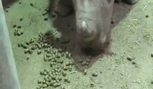 Un bébé rhinocéros sauvé par une webcam