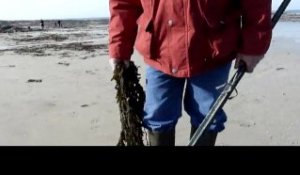 Grande marée : pêche à pied de rigueur