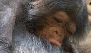 Naissance de chimpanzé