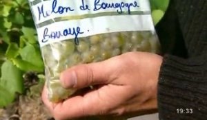 Vendanges: Une bonne récolte à venir (Vertou)