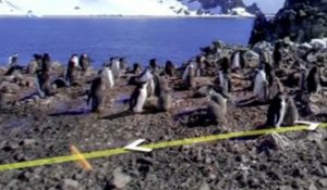 Google Street View en Antarctique au milieu des pingouins
