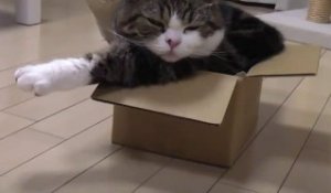 Comment rentrer dans une boite trop petite [Lol Cat]