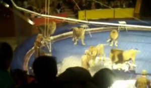 Des lions attaquent leur dompteur dans un cirque
