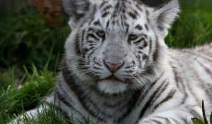 Zoo de Maubeuge : Les bébés tigres blancs, 6 mois après