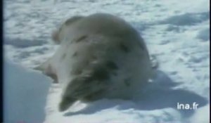 Spéciale : la mort d'un bébé phoque