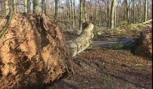 Dégâts dans la forêt de Rambouillet