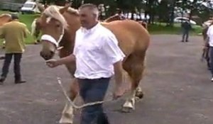 LES CHEVAUX DE TRAIT, COMTOIS ET ARDENNAIS A CEMBOING