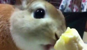 Lapin trop mignon mange une banane au Japon [Lol Rabbit]