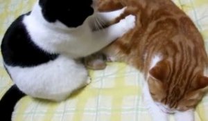 massage chinois de chats [Lol Cat]