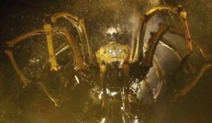 Channel : l'araignée géante de la Machine fait ses adieux à Calais
