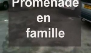 Une maman canard et ses bébés sur la place Saint Gimer de Carcassonne :