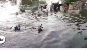 Zapping décalé : Une fondation pour les chiens victimes des inondations à Bangkok